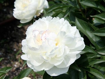 氷点