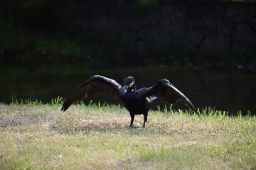カワウ