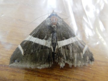 ホソオビアシブトクチバ