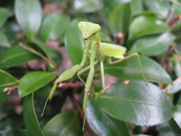ハラビロカマキリ