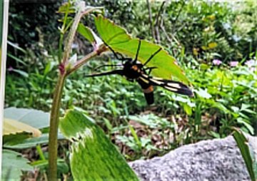 カノコガ