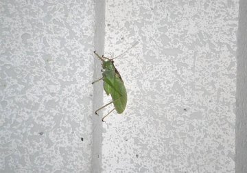 ハヤシノウマオイ