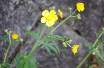 ウマノアシガタ