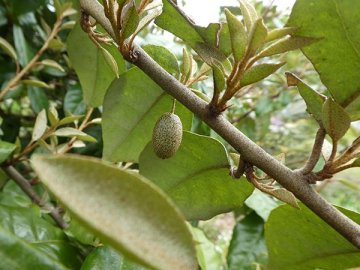 ナワシログミ（苗代茱萸）