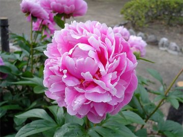 花籠