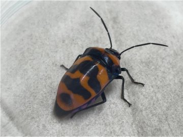 オオキンカメムシ