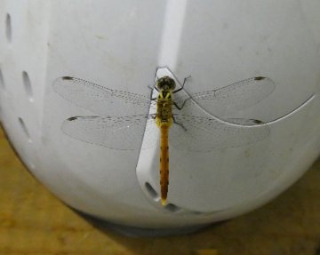 アキアカネ