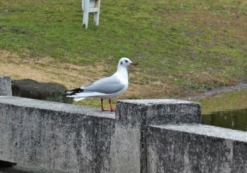 ユリカモメ