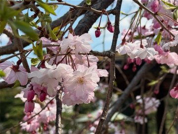 ヤエベニシダレ（八重紅枝垂）