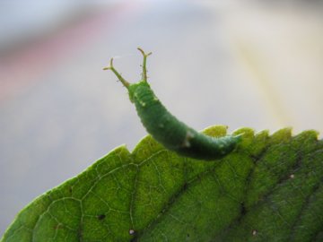 ゴマダラチョウ幼虫