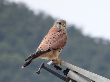 チョウゲンボウ