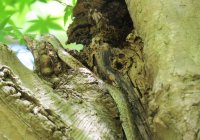 長野公園の生きもの