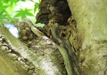 長野公園の小動物