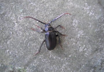 ニセノコギリカミキリ