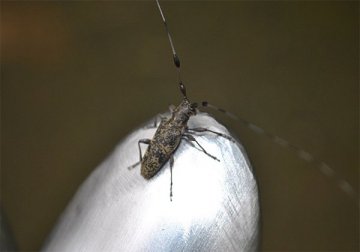 セミスジコブヒゲカミキリ