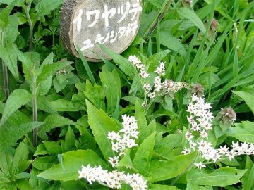 イワヤツデ（岩八手）