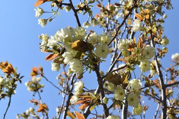 ウコンザクラ（鬱金桜・右近桜）