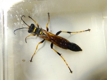 春の昆虫
