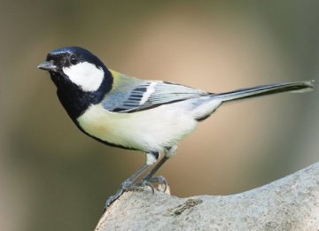 シジュウカラ