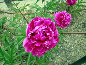 肥後芍薬（極光）