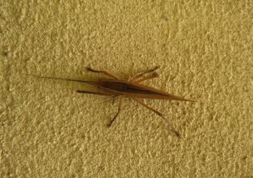 シブイロカヤキリ
