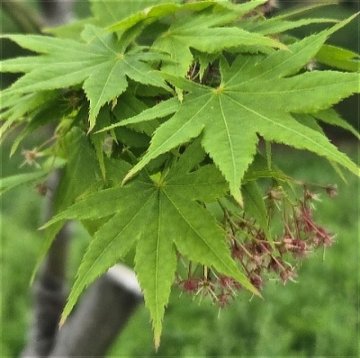 住吉公園の春の植物