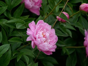 春の粧（よそおい）