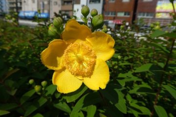 タイリンキンシバイ（大輪金糸梅）