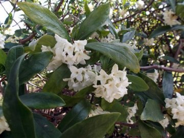 久宝寺緑地の春の植物