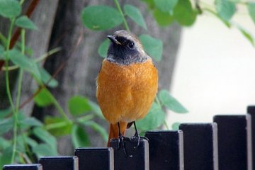 ジョウビタキ