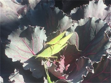 秋の昆虫