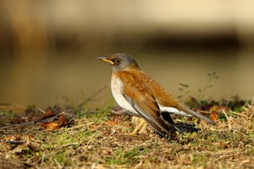 シロハラ