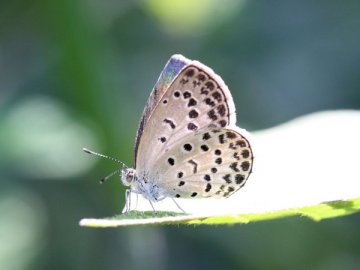 春の昆虫