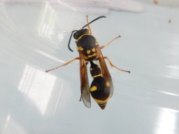 キボシトックリバチ