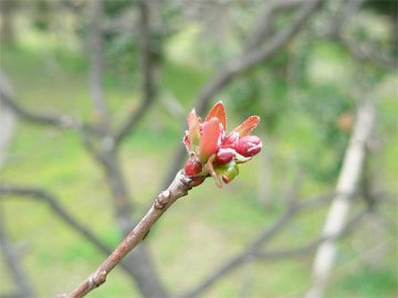 久宝寺緑地の冬の植物