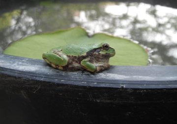 ニホンアマガエル