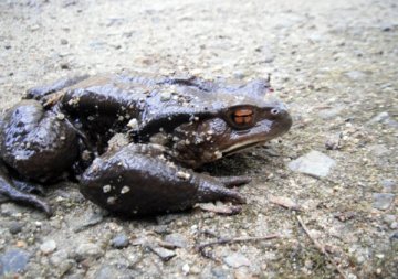 ニホンヒキガエル