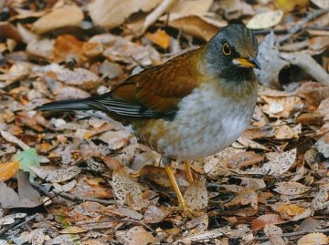久宝寺緑地の鳥