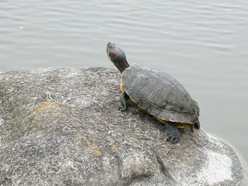 住吉公園の小動物