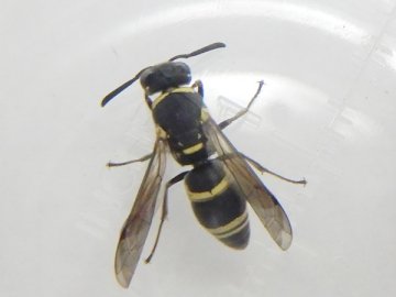 ミカドドロバチ