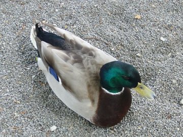 マガモ