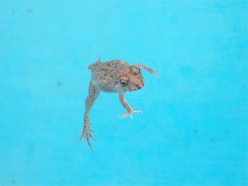 ツチガエル