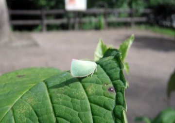アオバハゴロモ