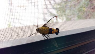 オオスカシバ