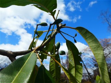 ユズリハ（杠葉）