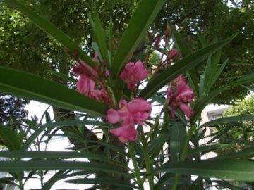 キョウチクトウ（夾竹桃）