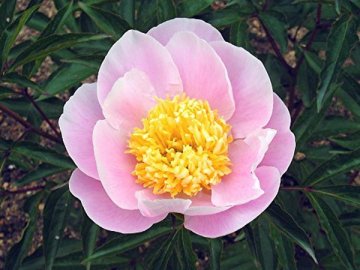 肥後芍薬（初音）