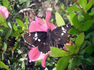 ダイミョウセセリ
