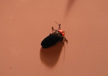 ゲンジボタル