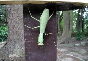 ハラビロカマキリ